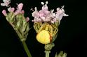 Misumena_vatia_D4910_Z_92_Les Gris_Frankrijk